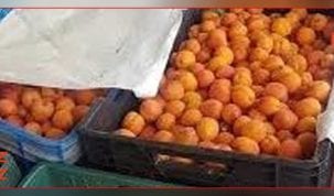 تسويق المشمش