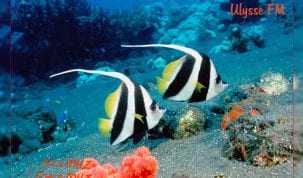 اليوم العالمي للمحيطات