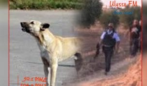 القضاء على ظاهرة الكلاب السائبة