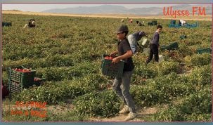 حوالي 180 الف طفل يتم تشغيلهم في تونس