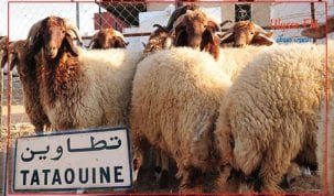 أضحية العيد