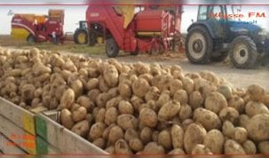 جامعة منتجي البطاطا