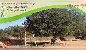 الاتحاد المحلي للفلاحة والصيد البحري جربة ميدون